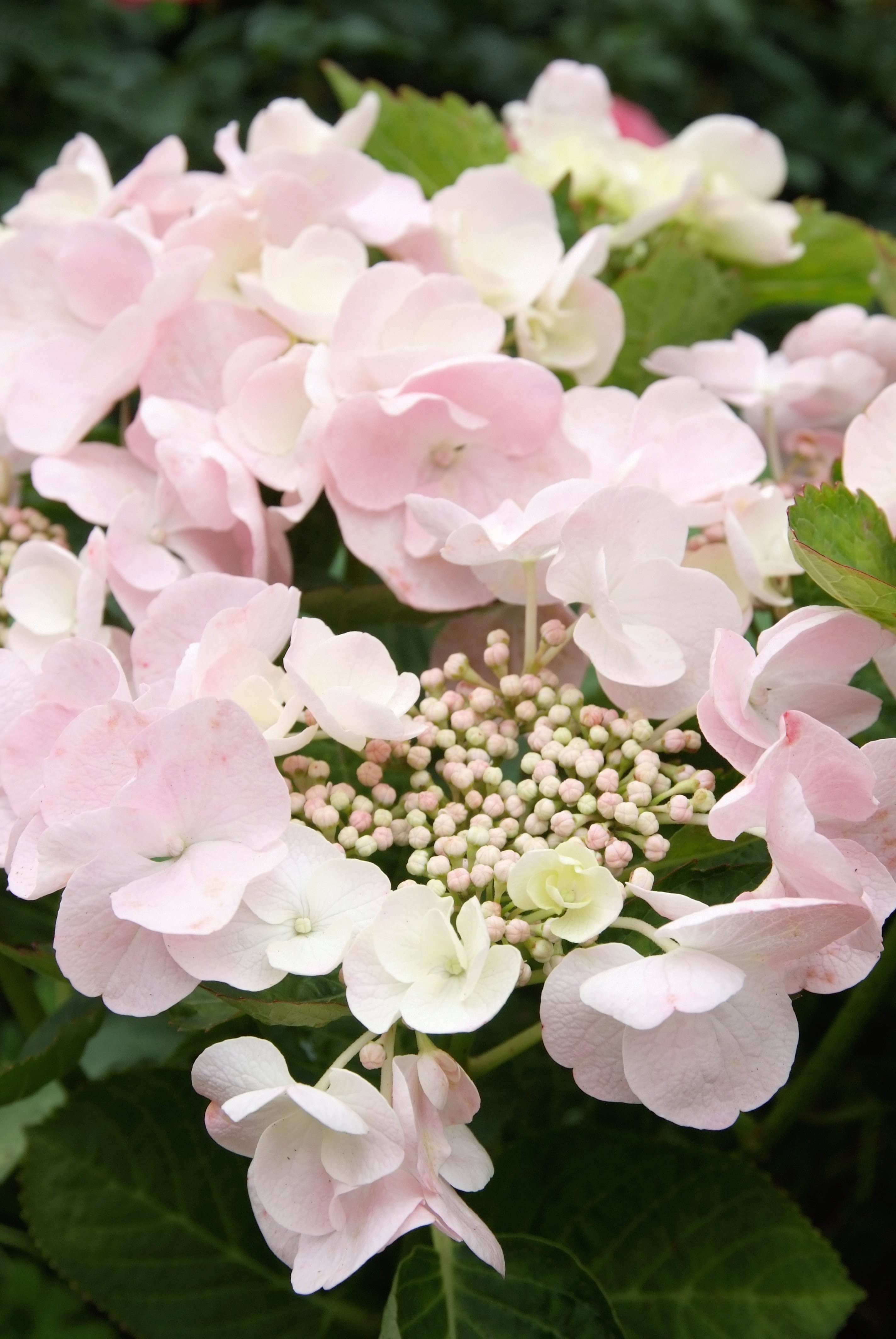 Hydrangea macrophylla 'Hobella'